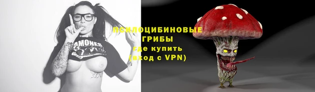 крисы Абаза